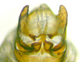 Conwentzia psociformis genitalia